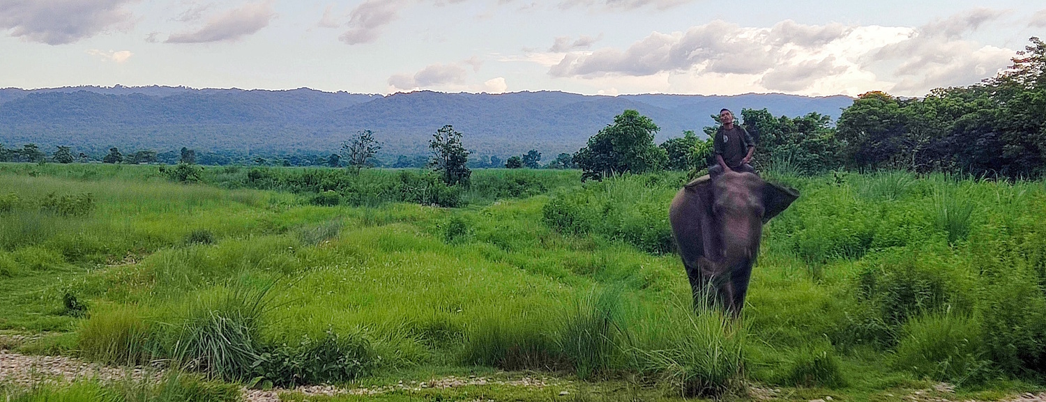 A trained ranger guiding an elephant through dense jungle in Chitwan National Park, Nepal, during a conservation patrol.